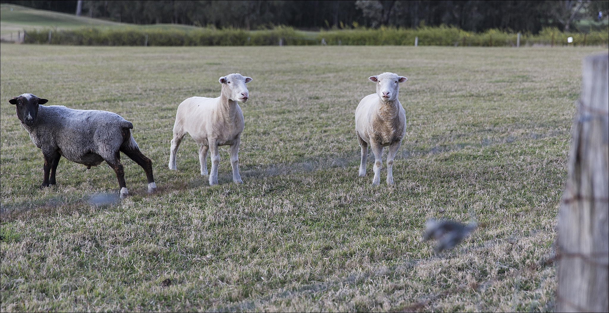 E Gledswood Wedding photos_2566