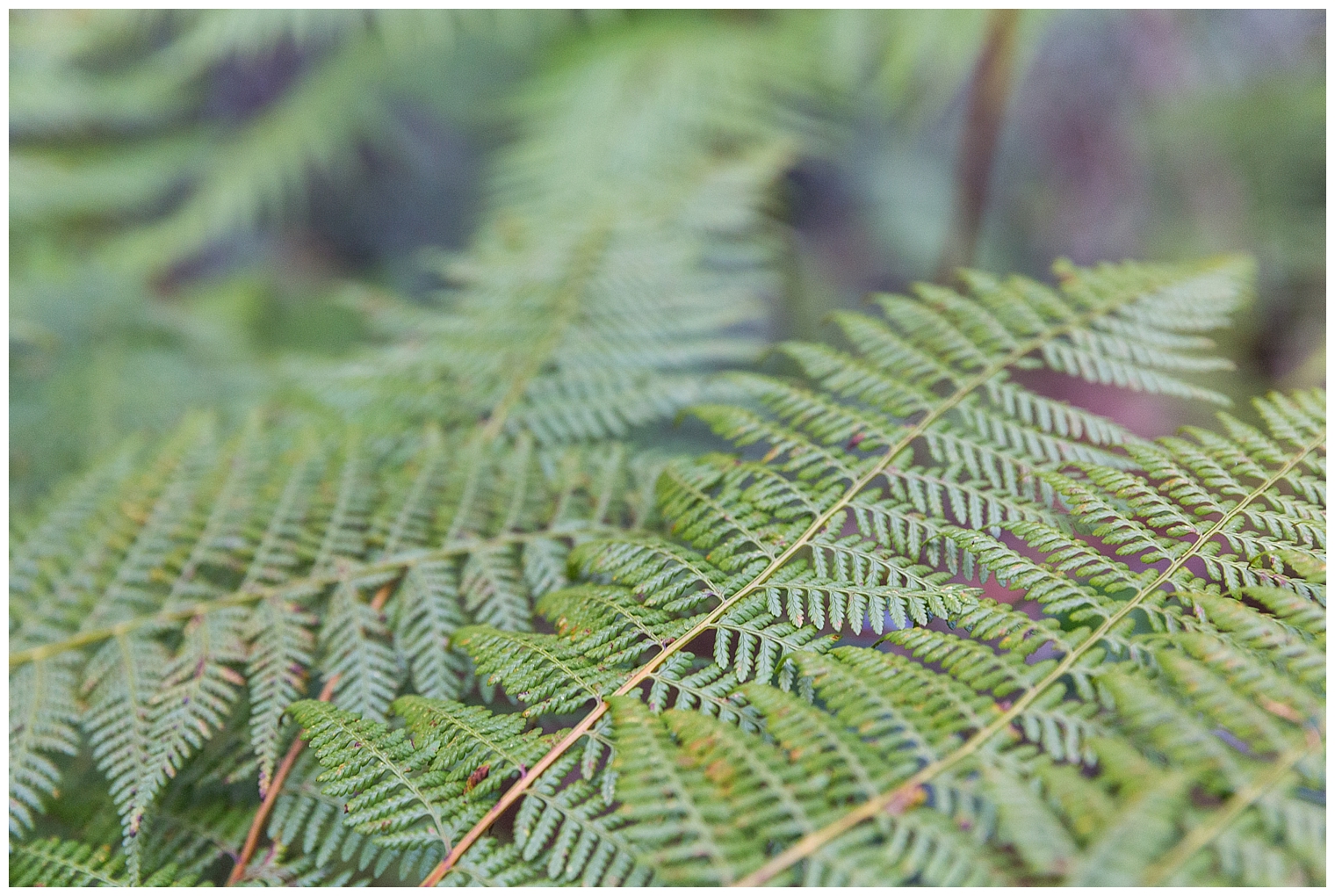 blue-mountains-engagement-session_3178