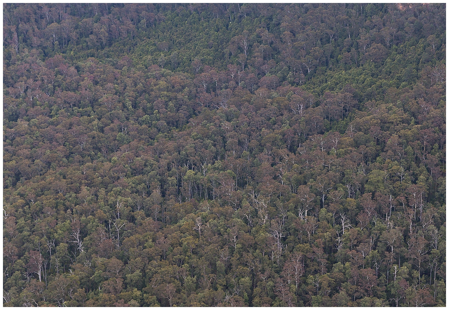blue-mountains-engagement-session_3182