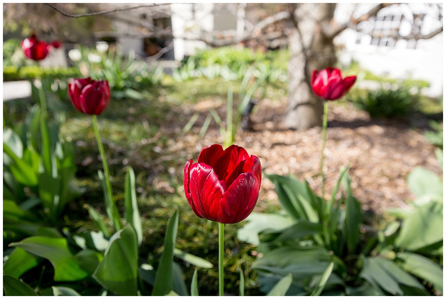 parklands-resort-wedding_3380