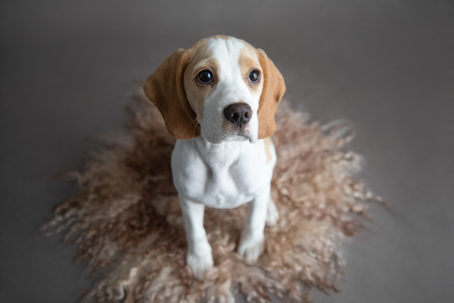 pet-portrait-photographer-rachelhphotography-2