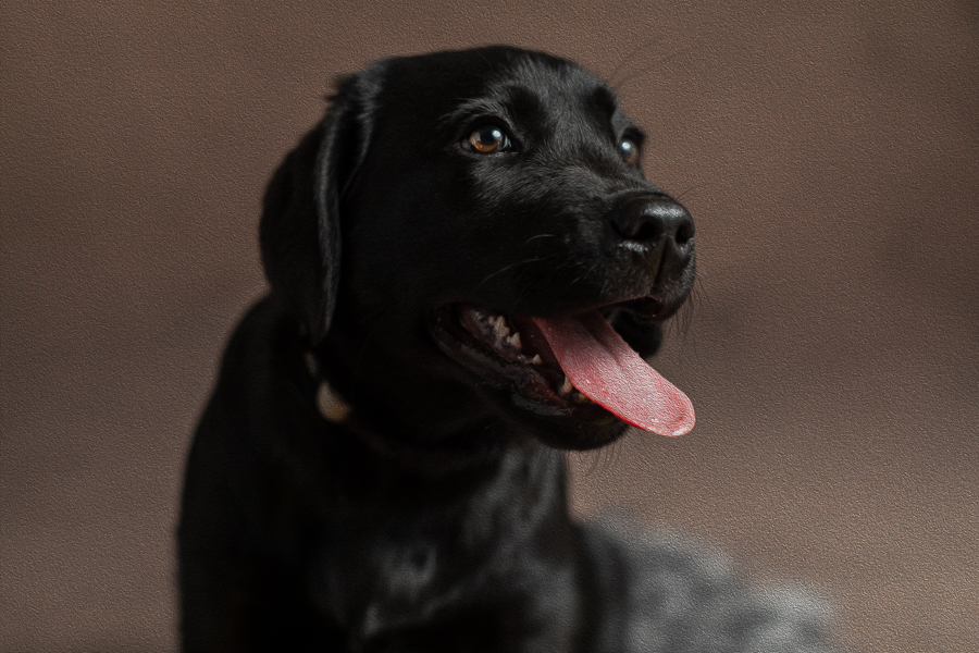 pet-portrait-photographer-rachelhphotography-4