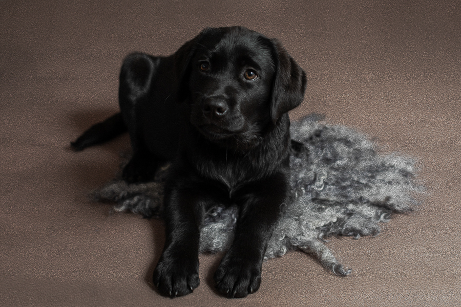 pet-portrait-photographer-rachelhphotography-5