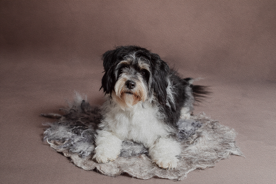 pet-portrait-photographer-rachelhphotography-6